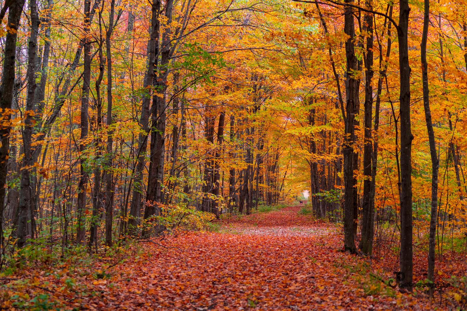 Automne