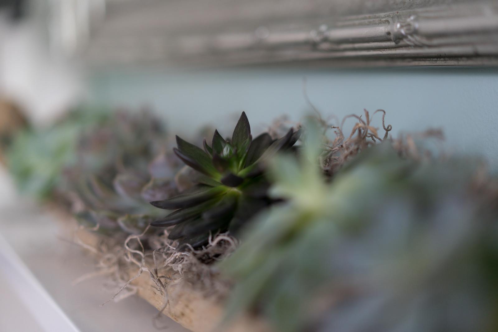 Plante