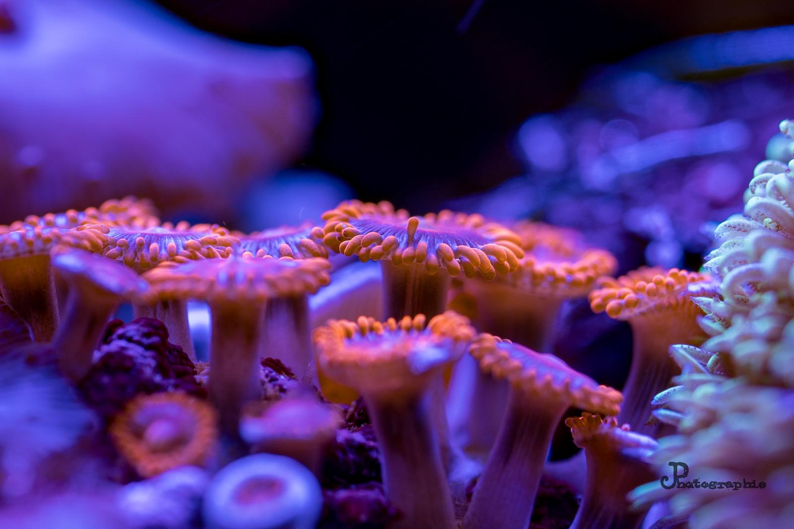 Reef