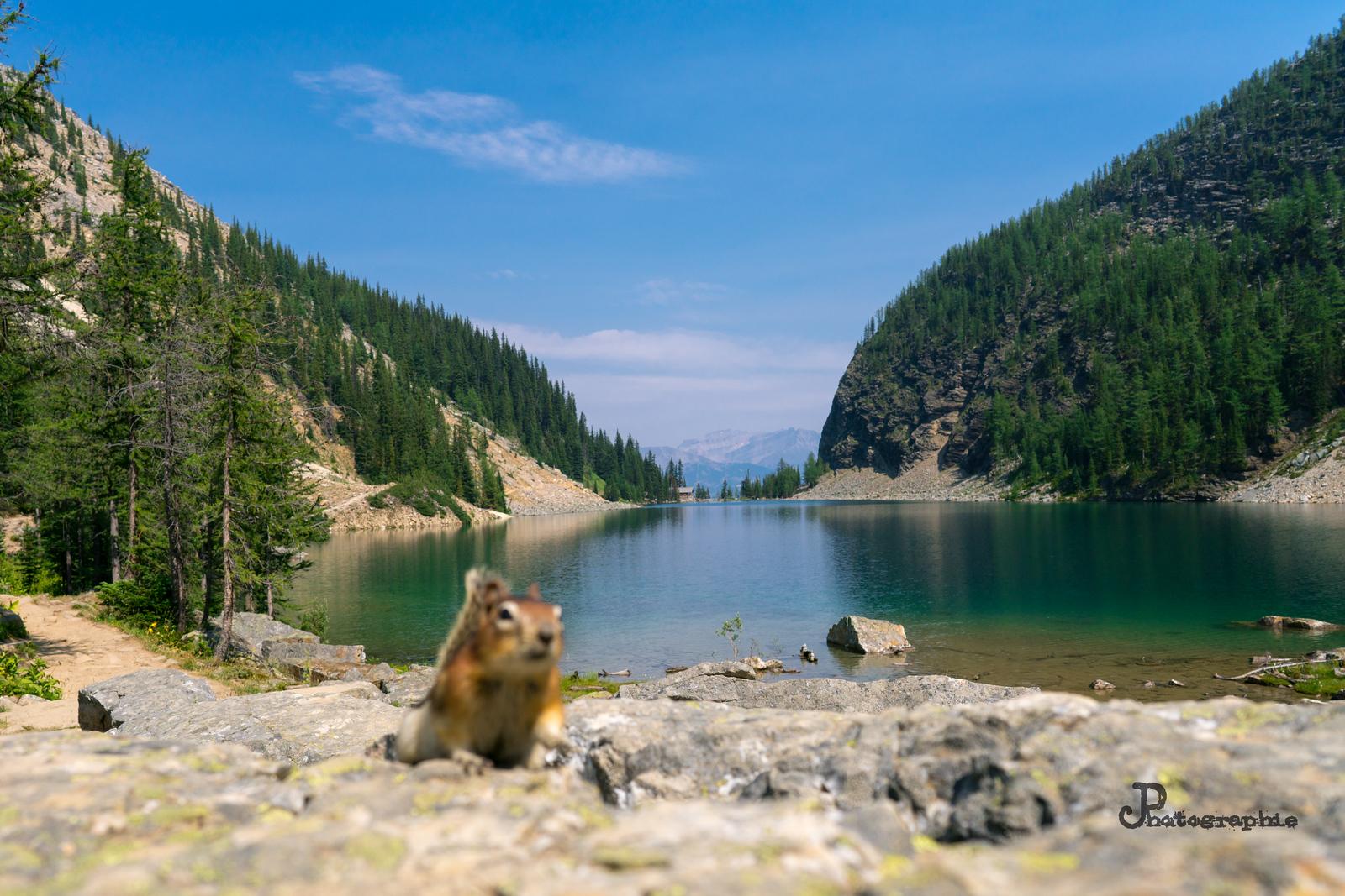 Wildlife