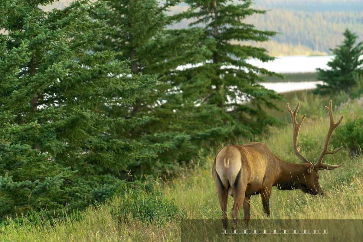 Canada — 355