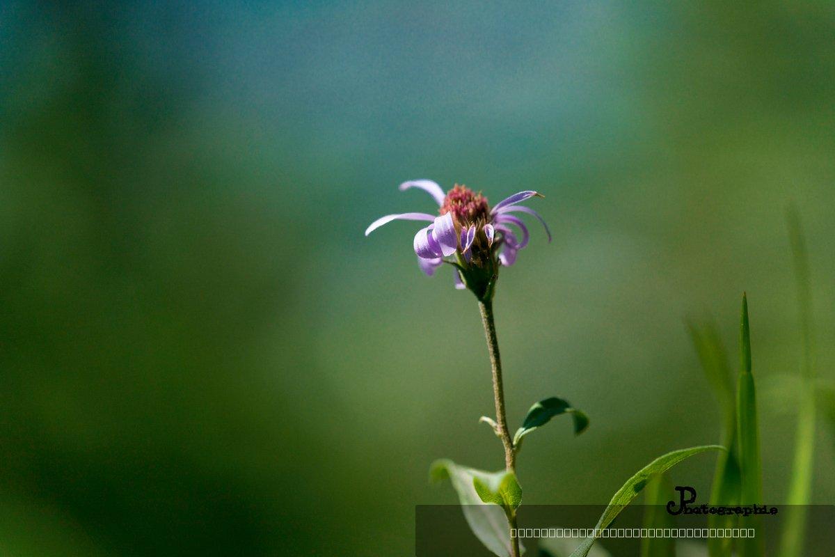 Macro — 4