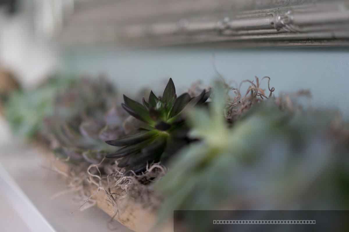Plante — 1