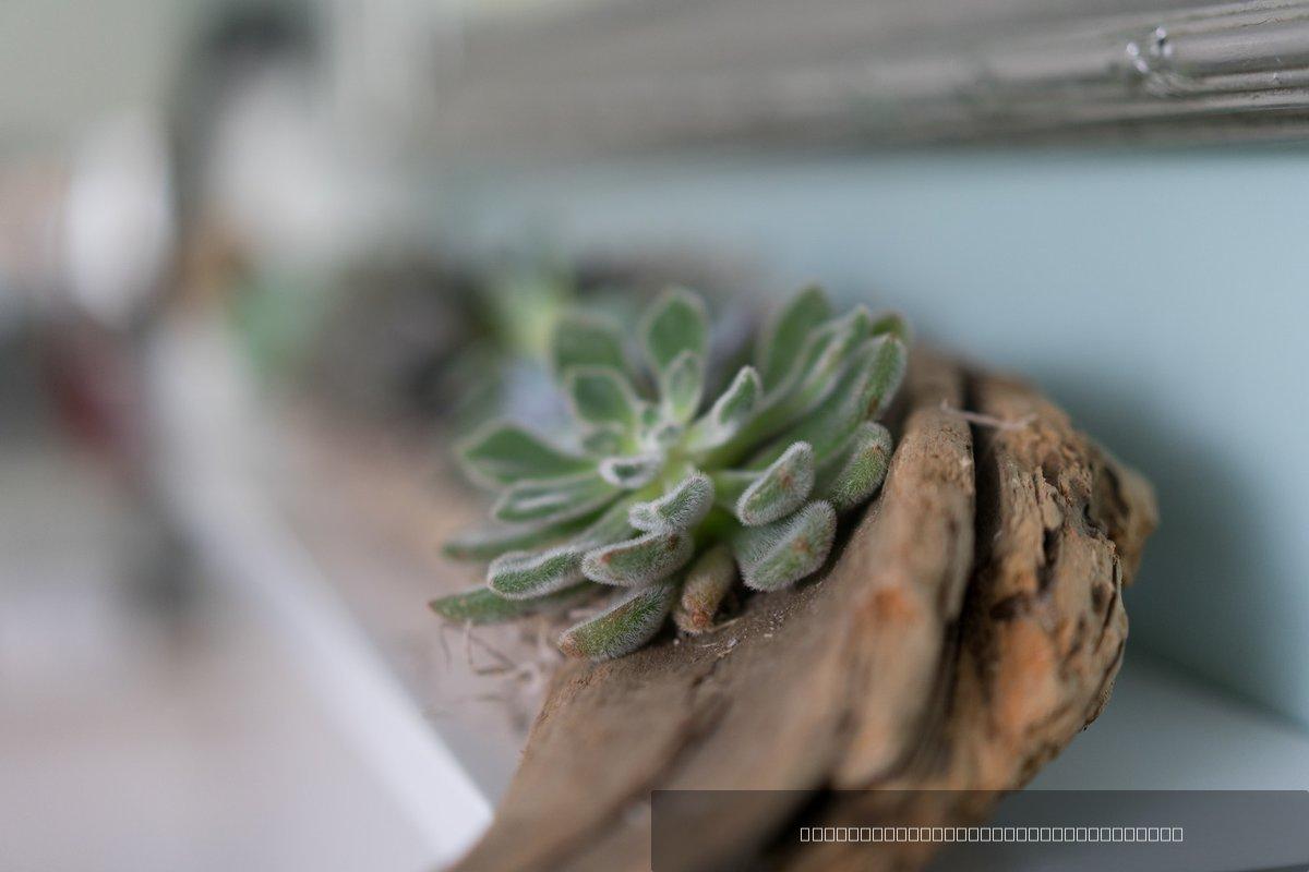 Plante — 4