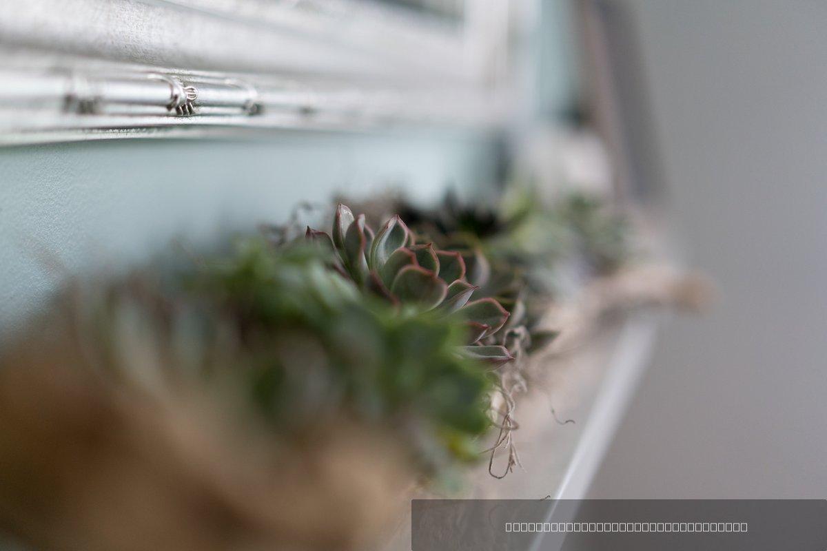 Plante — 7
