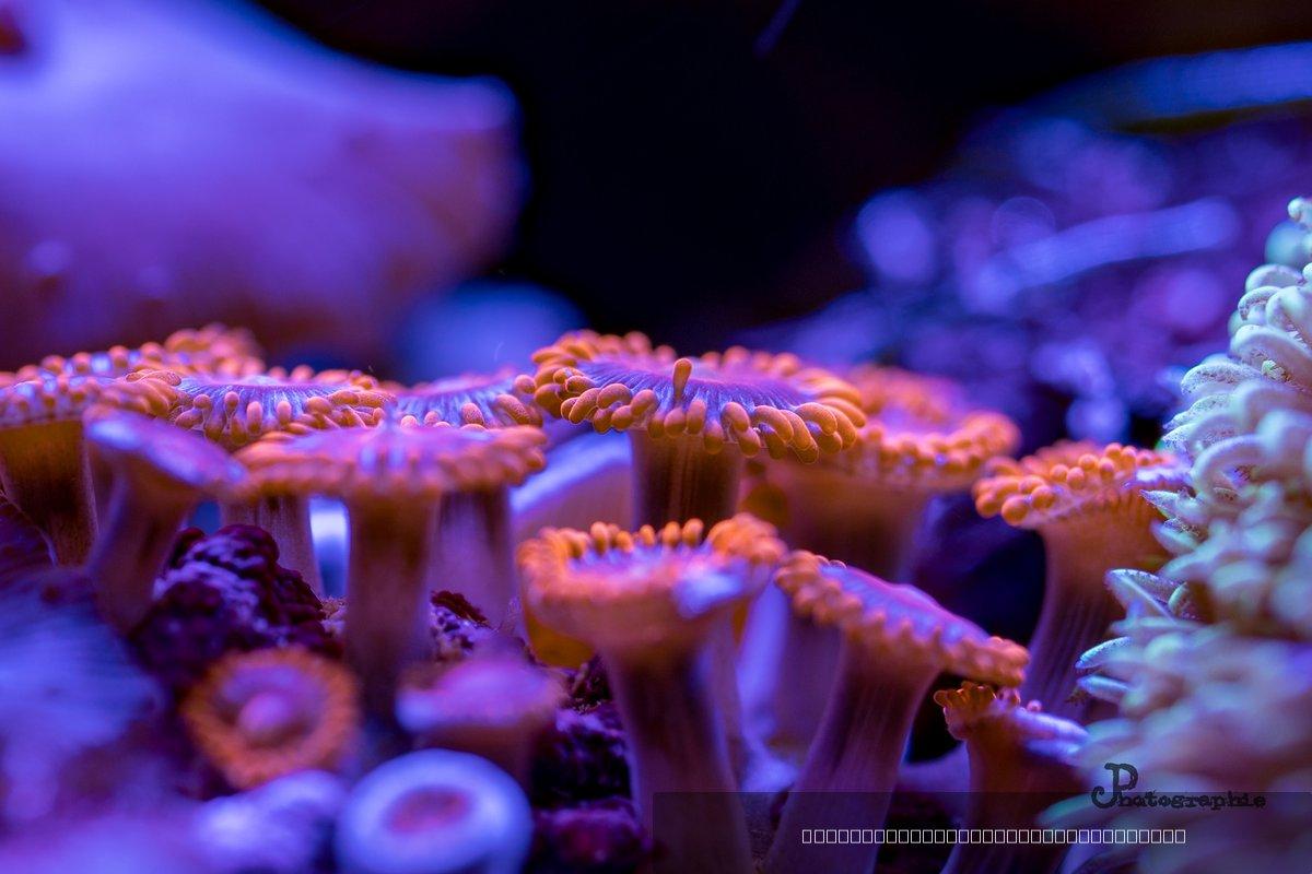 Reef — 1