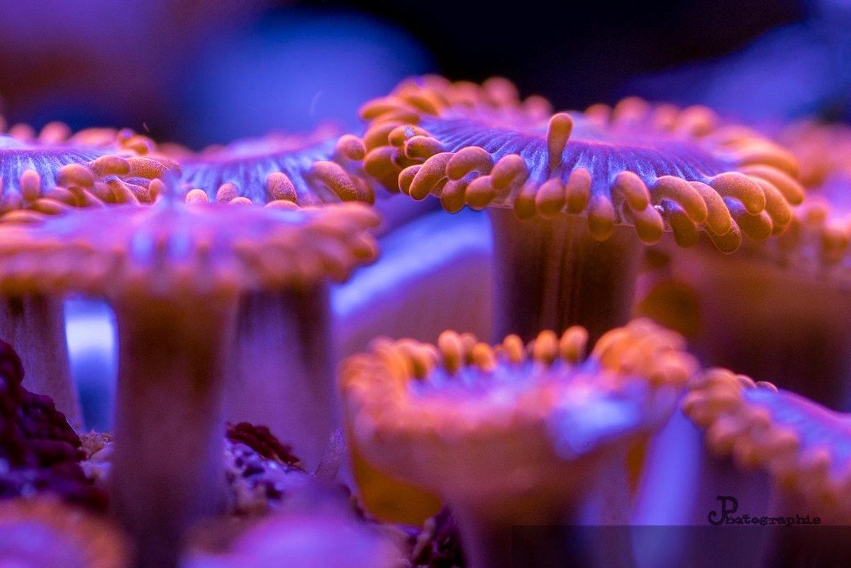 Reef — 4