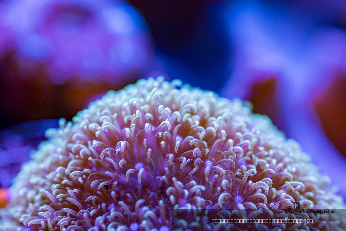 Reef — 7
