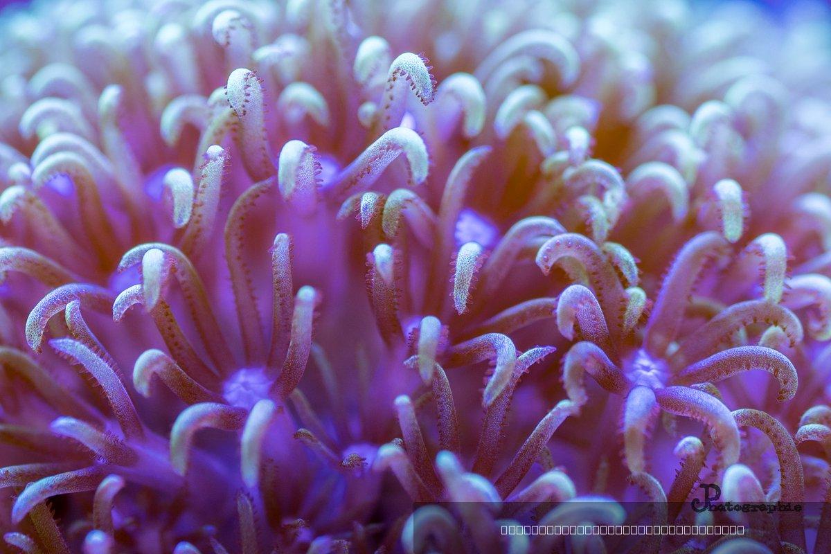 Reef — 10