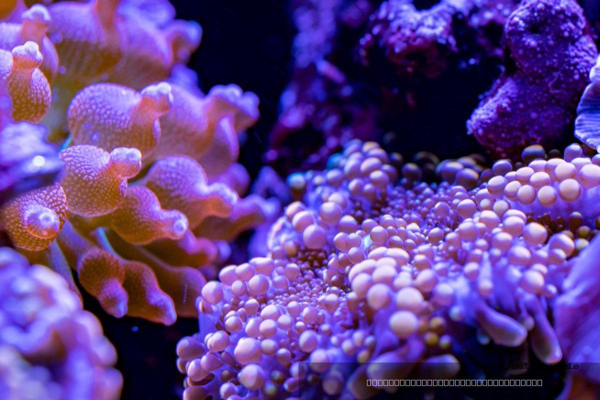 Reef — 13