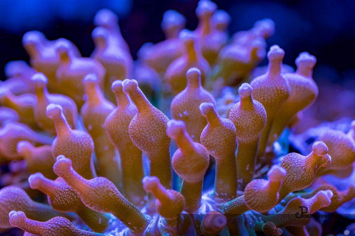 Reef — 16