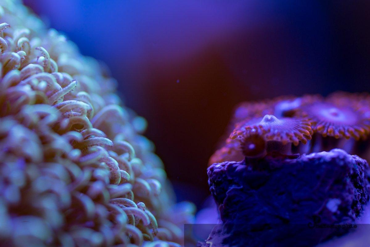 Reef — 19