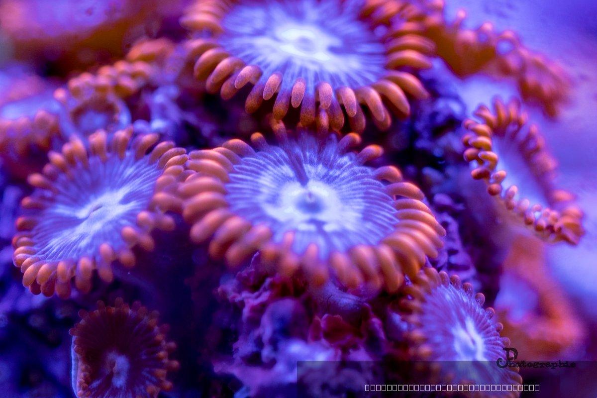 Reef — 22