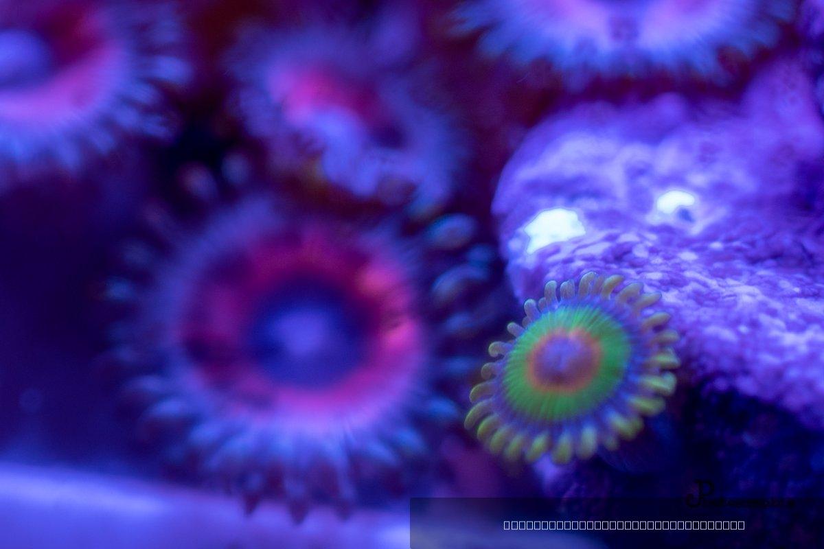 Reef — 25