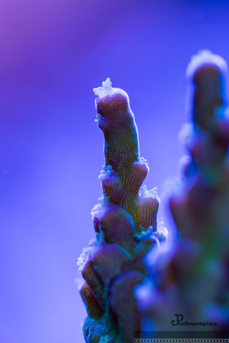 Reef — 28