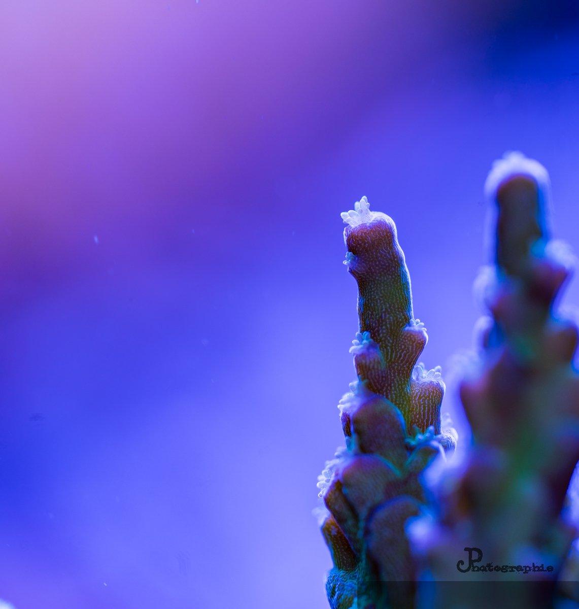 Reef — 31