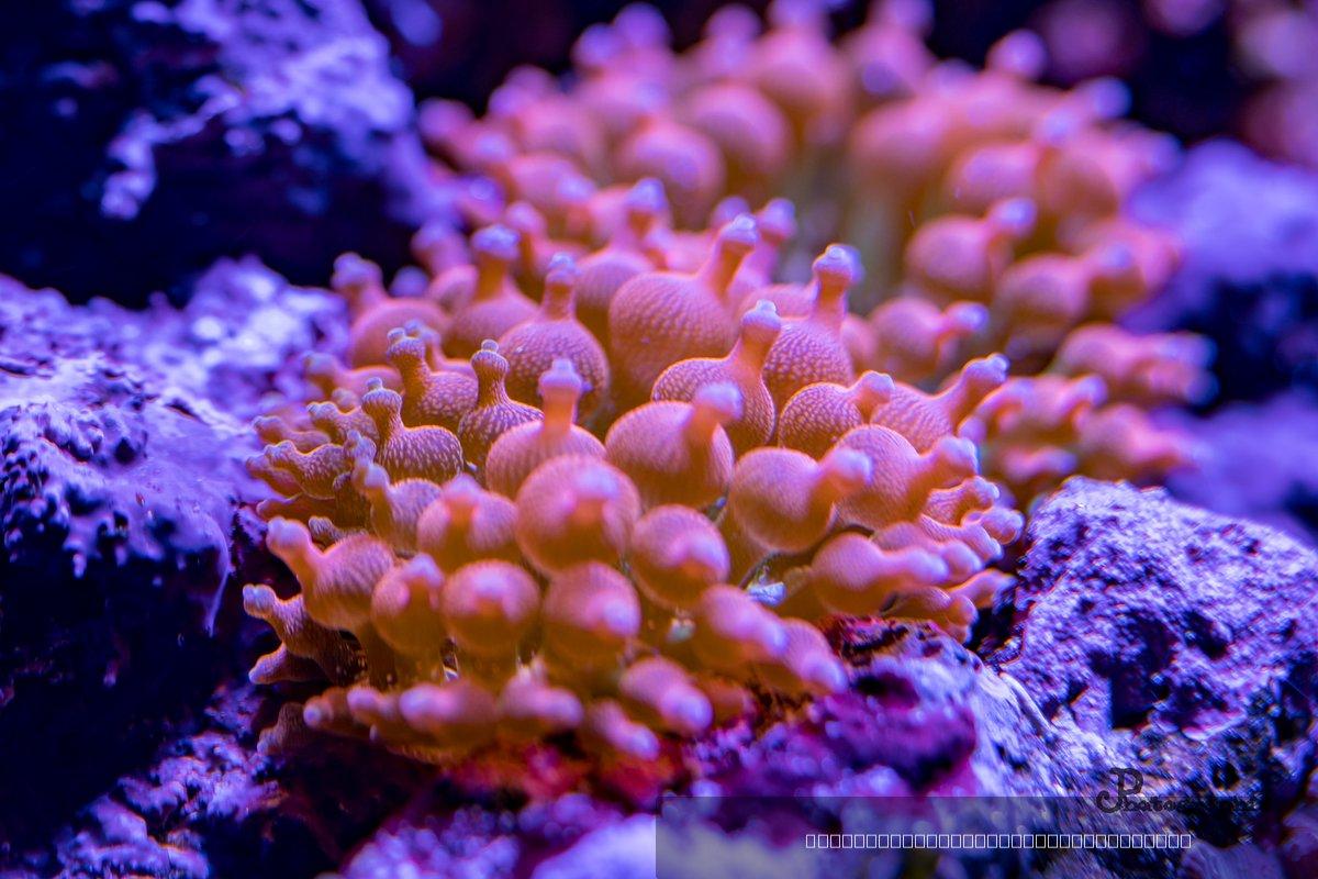 Reef — 34