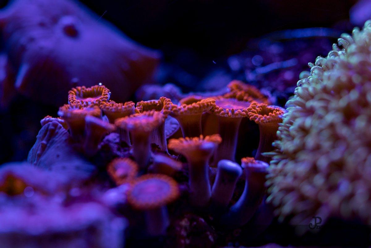 Reef — 37