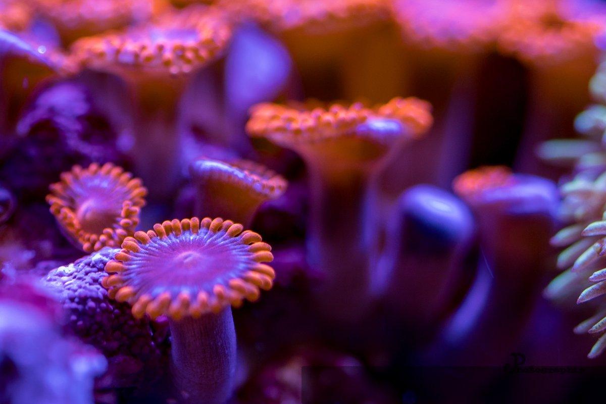 Reef — 40