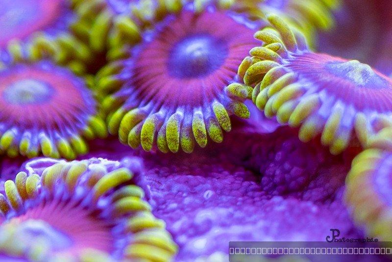 Reef — 43
