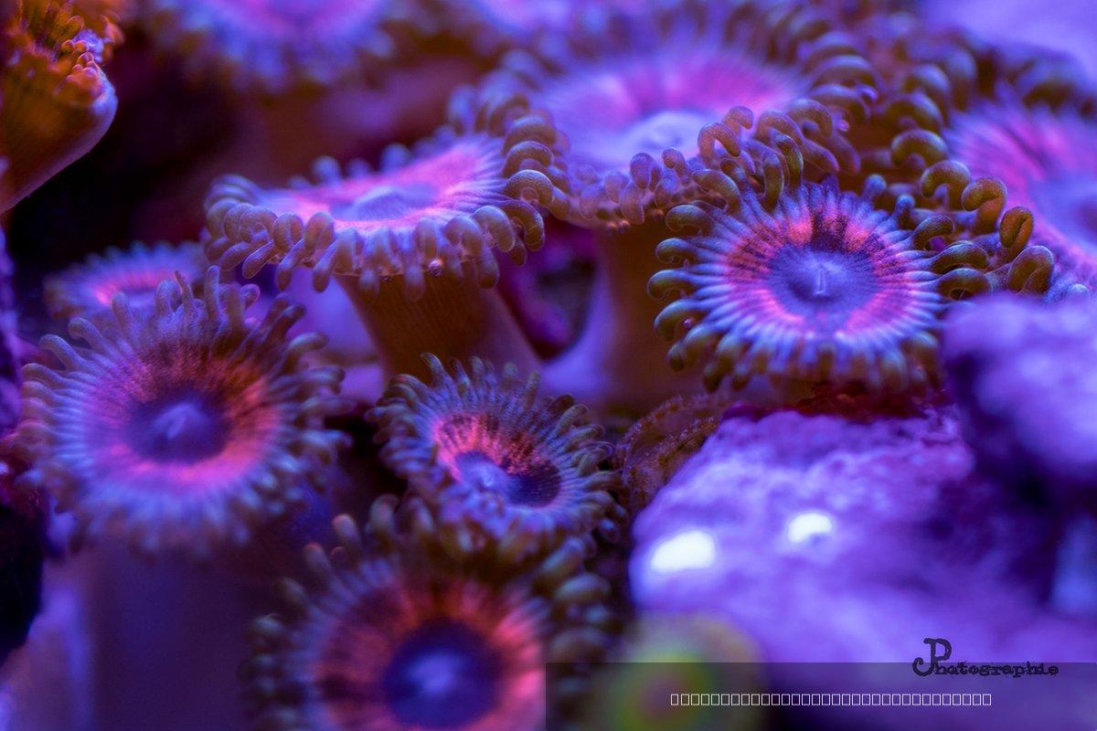 Reef — 46