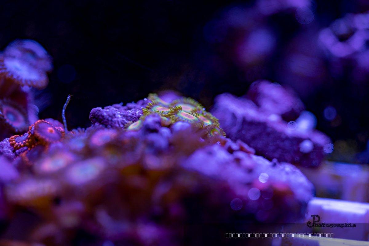 Reef — 49