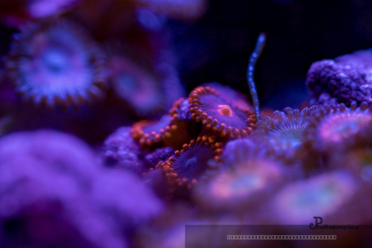 Reef — 52