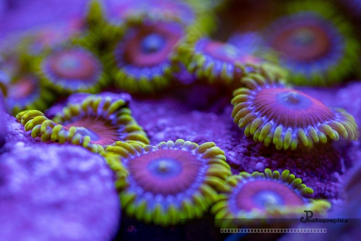 Reef — 55