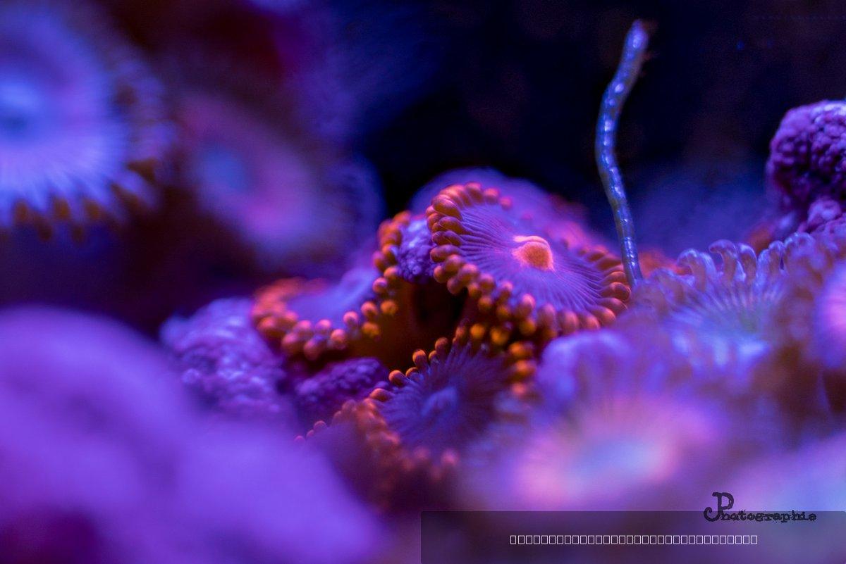 Reef — 58