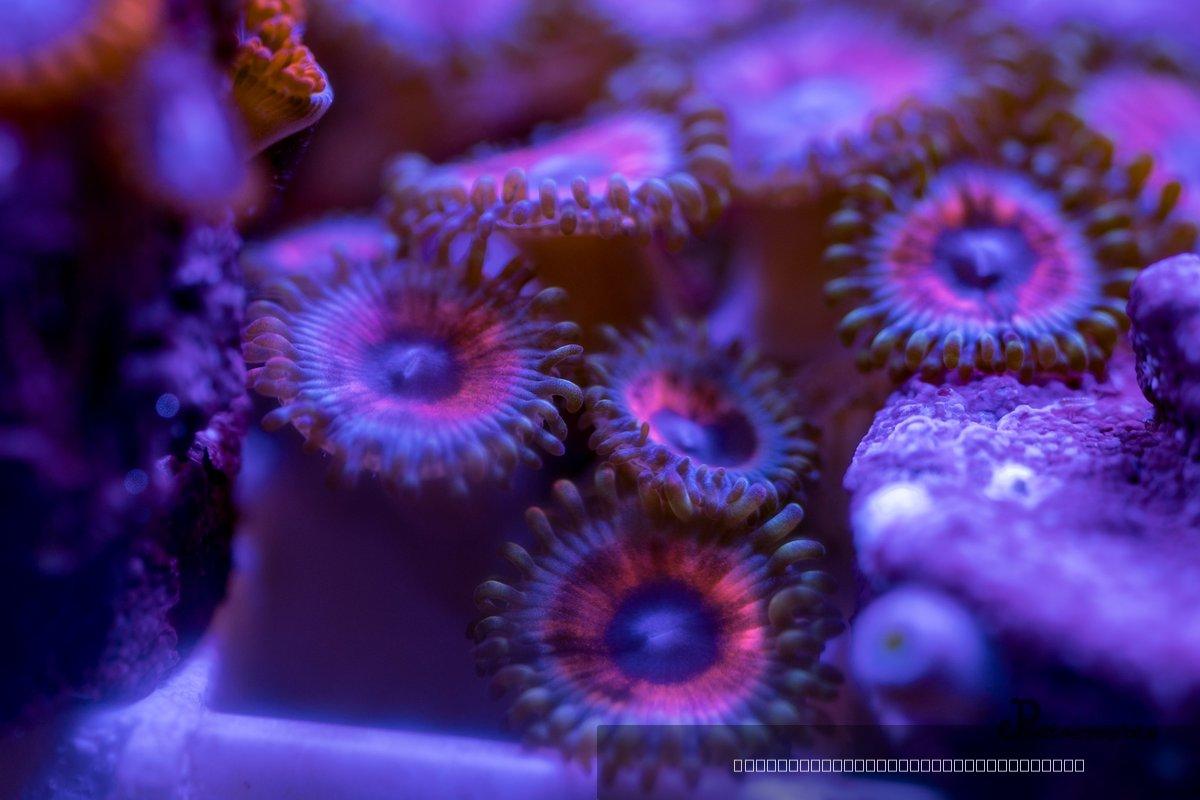Reef — 61