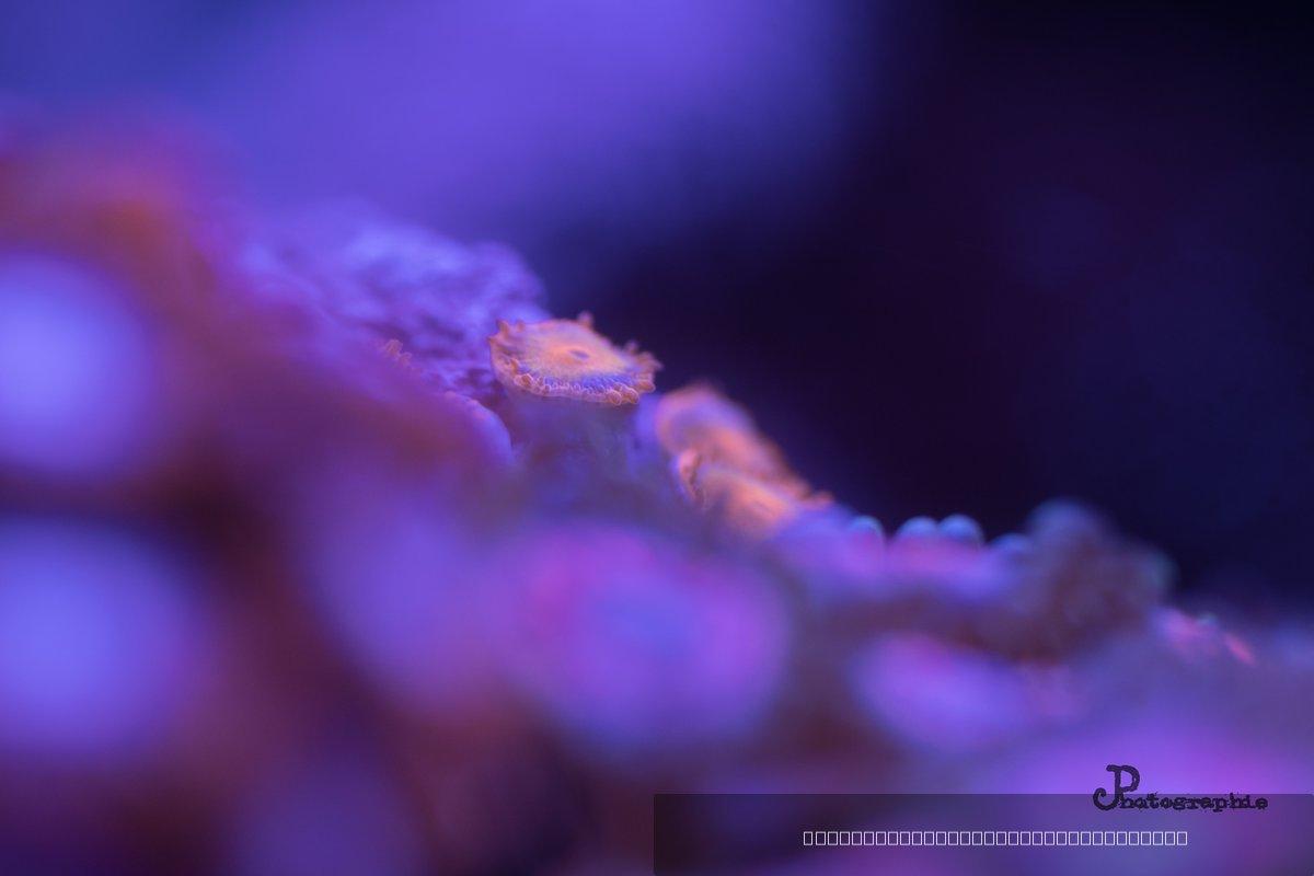 Reef — 64