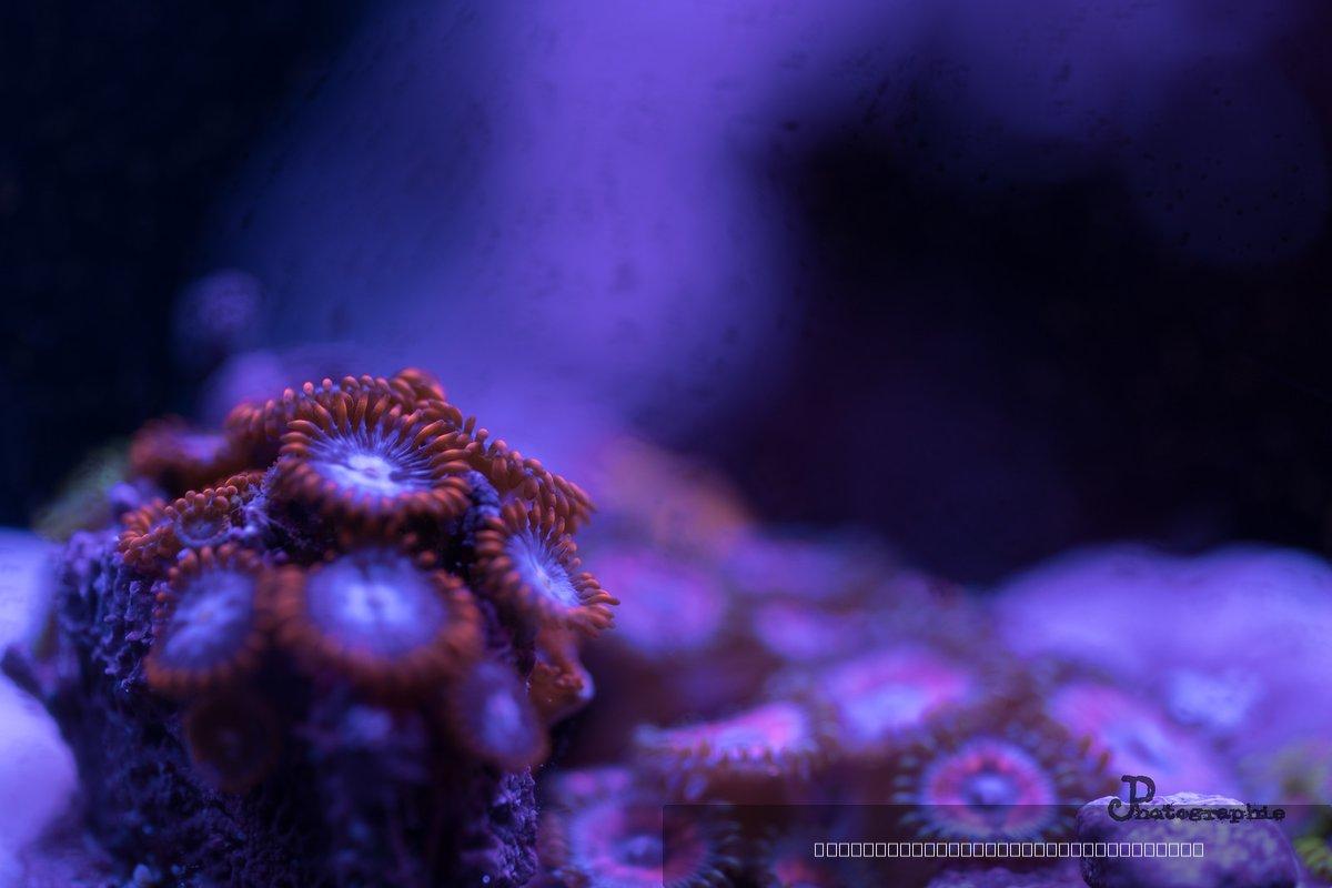 Reef — 67