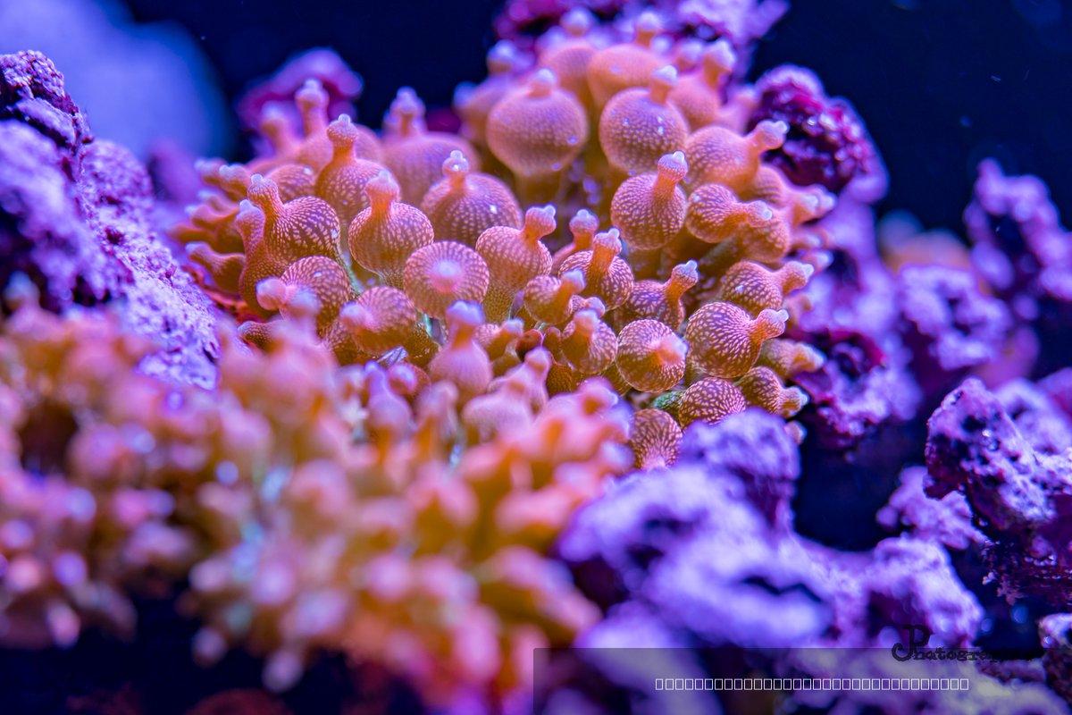 Reef — 70