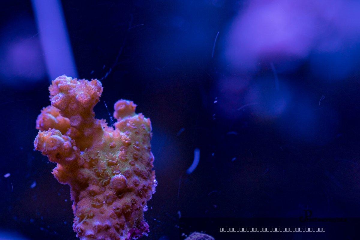 Reef — 73