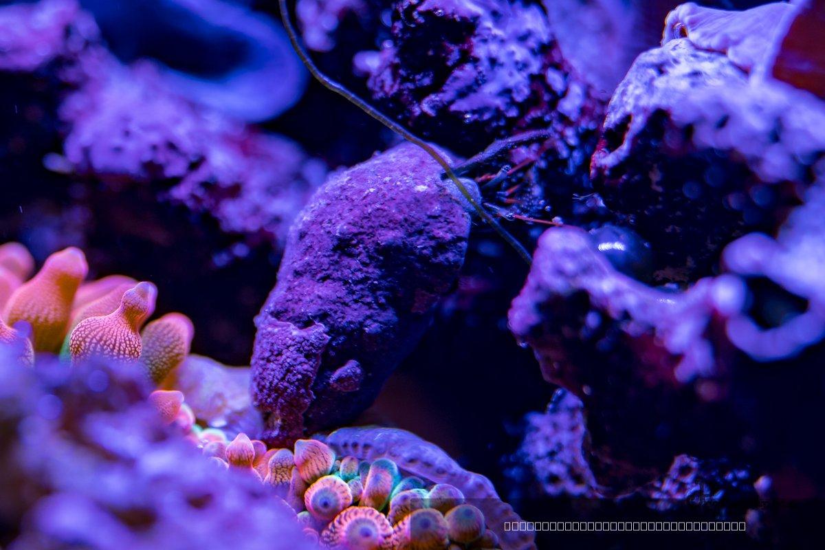 Reef — 76